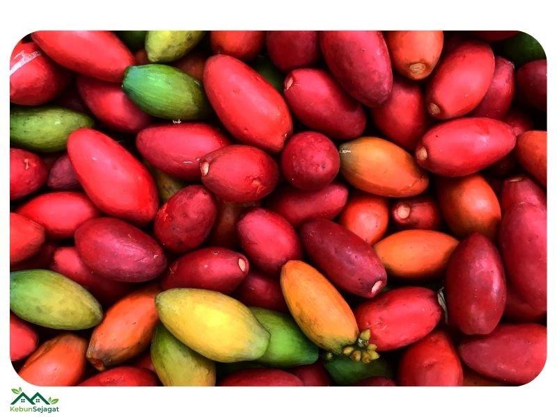 Buah Belinjau