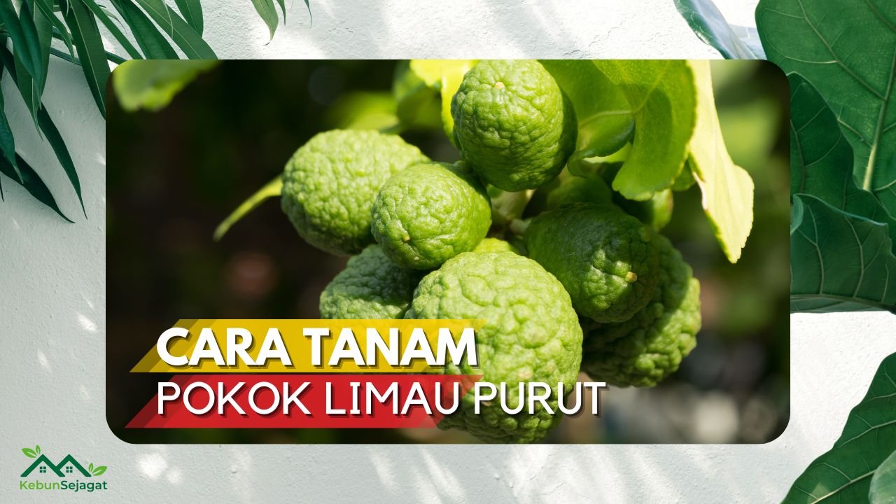 Cover Cara Taman Pokok Limau Purut KebunSejagat