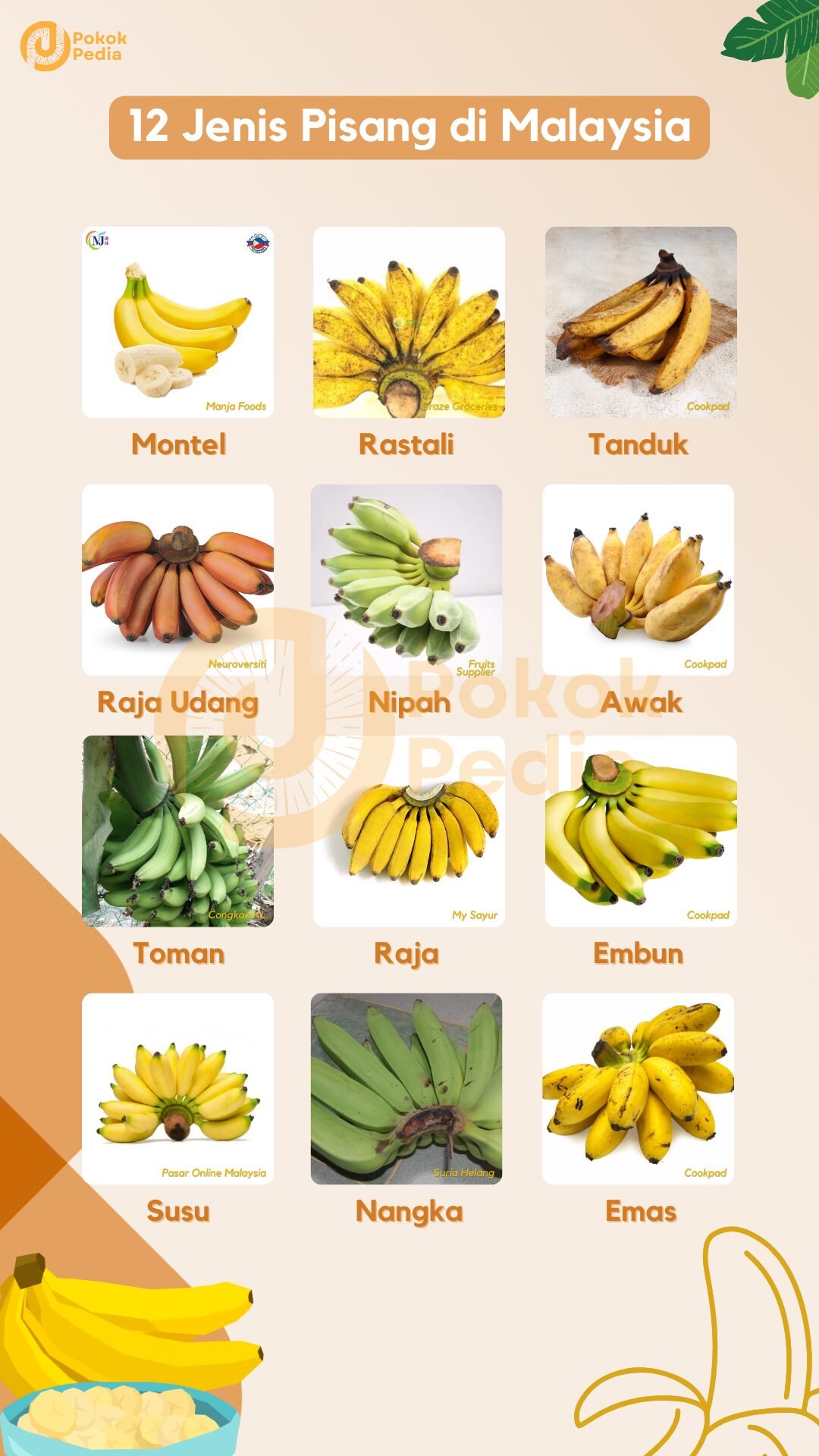 √ Top 12 Jenis Pisang yang Popular di Malaysia - Pokok Pedia