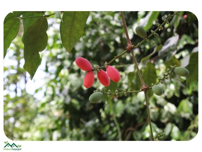Khasiat Buah Belinjau