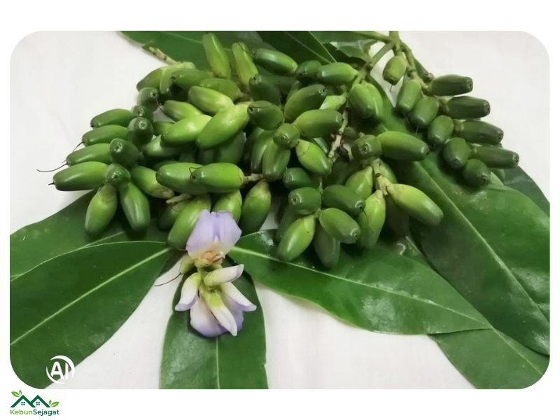 Buah Jeruju