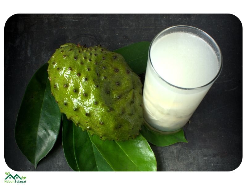 Khasiat Durian Belanda