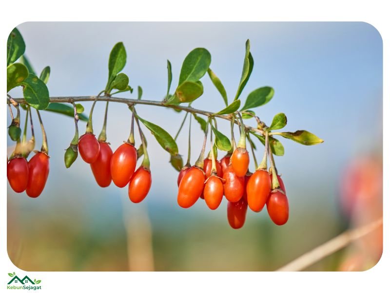 Buah Goji