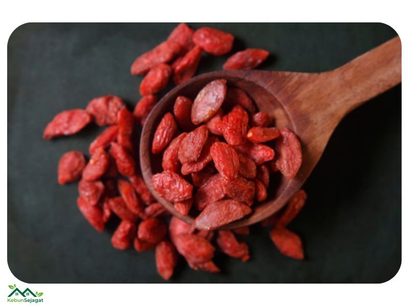 Kandungan Nutrisi Buah Goji