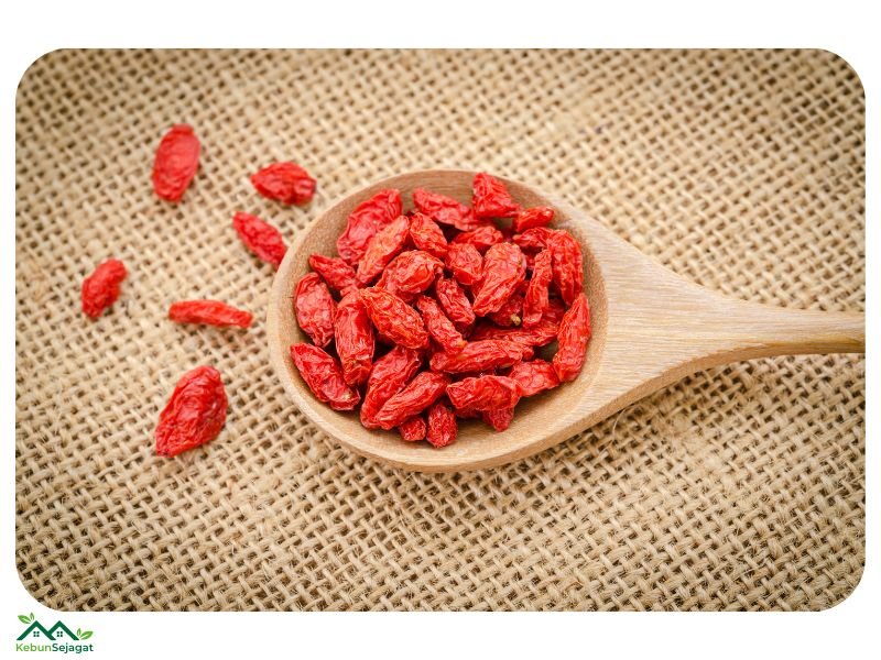 Khasiat Buah Goji