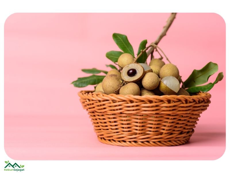 Nutrisi Buah Mata Kucing