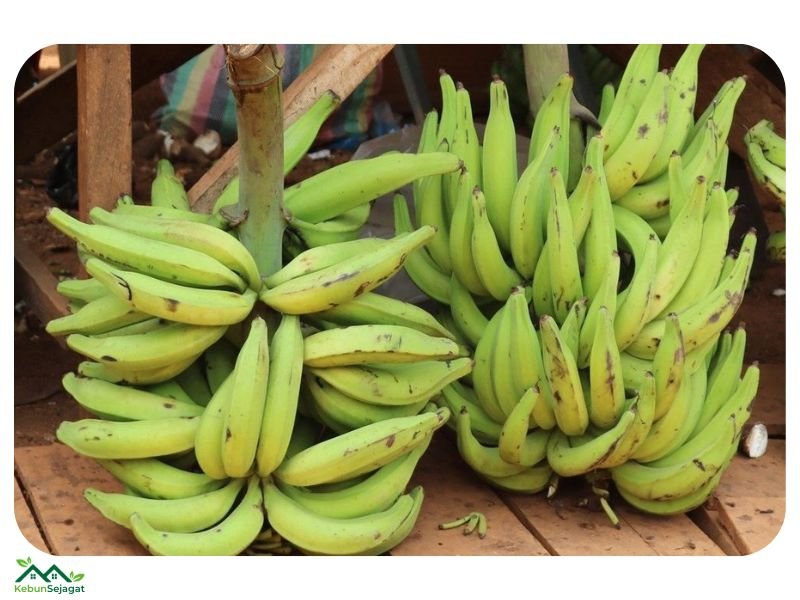 Pisang Tanduk malaysia