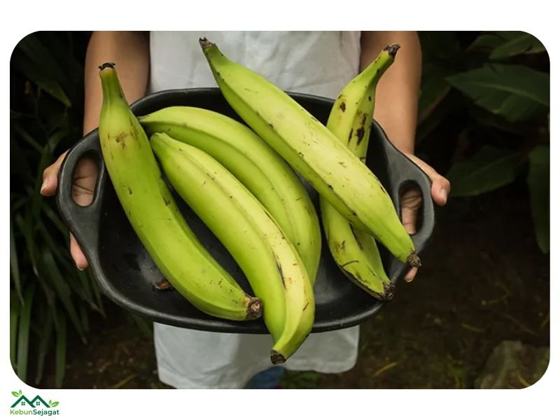 Pisang Tanduk