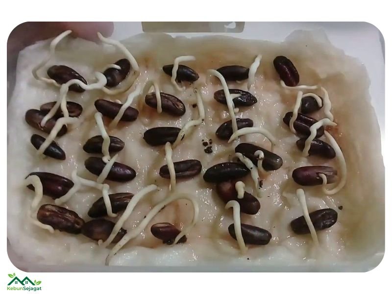Biji Kurma Berkecambah