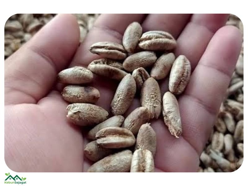 Cara Tanam Pokok Kurma