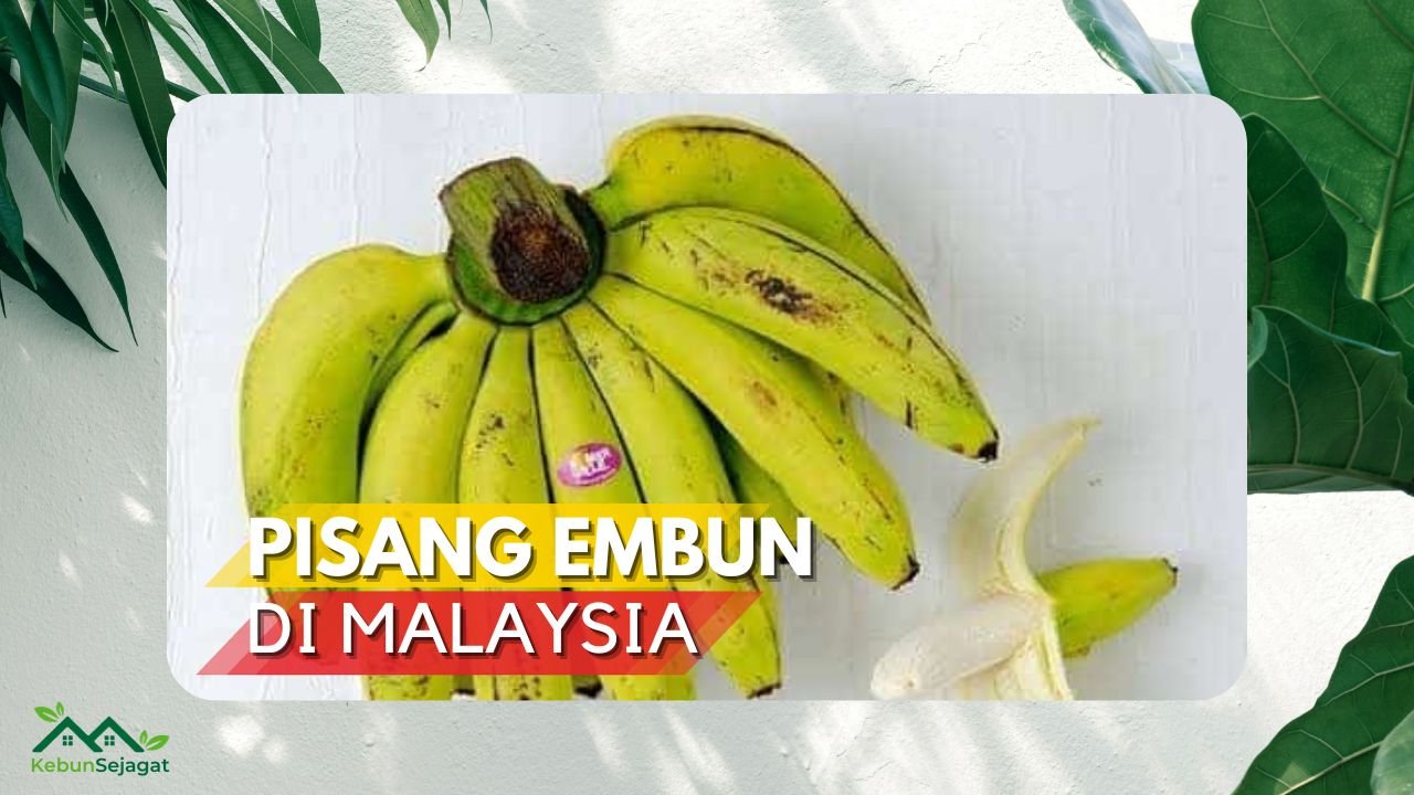 Cover Pisang Embun di Malaysia KebunSejagat
