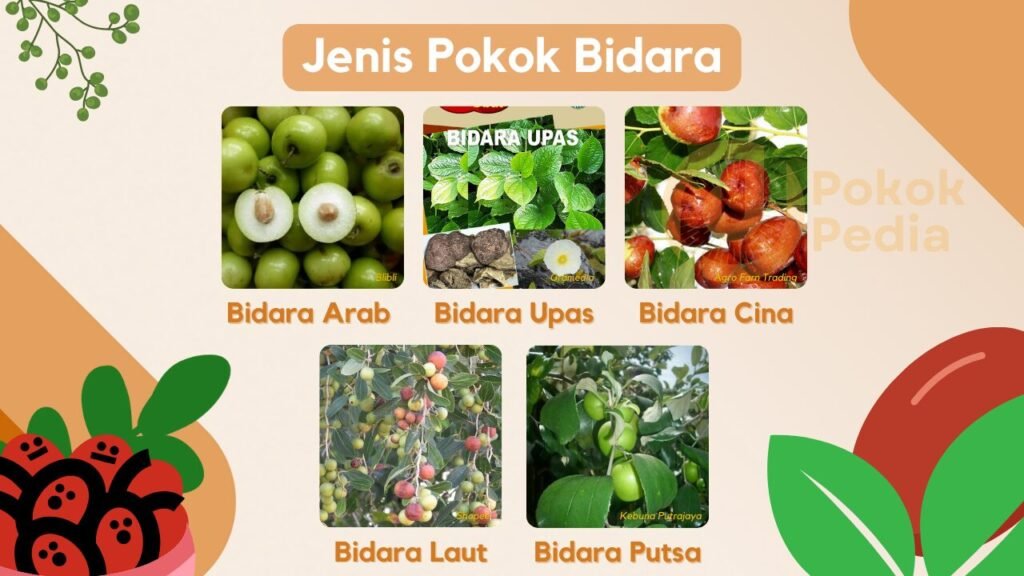 Infographic Jenis Pokok Bidara