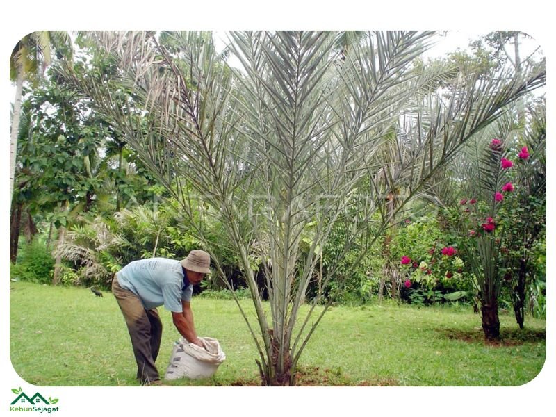 Penjagaan Pokok Kurma