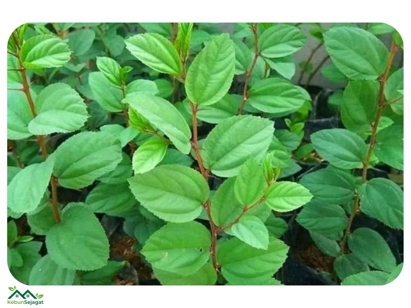 Pokok Bidara Arab