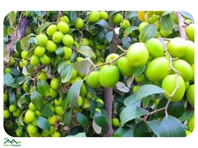 Pokok Bidara India