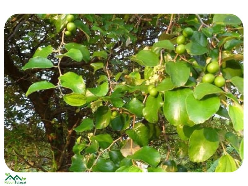 Pokok Bidara Laut