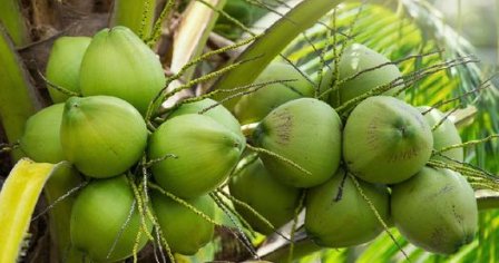10 Khasiat Buah Kelapa