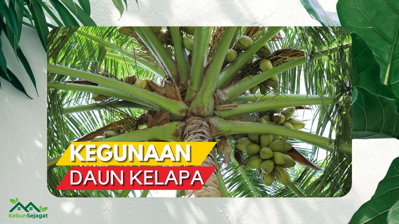 Cover Kegunaan Daun Kelapa KebunSejagat