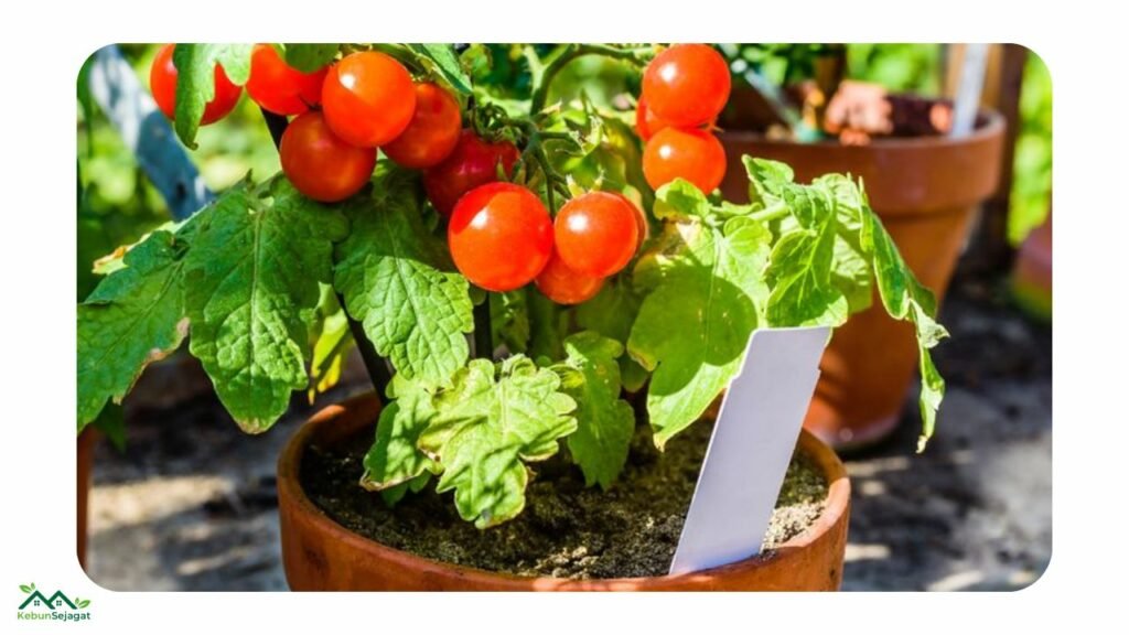 Cara Tanam Tomato dalam Pasu