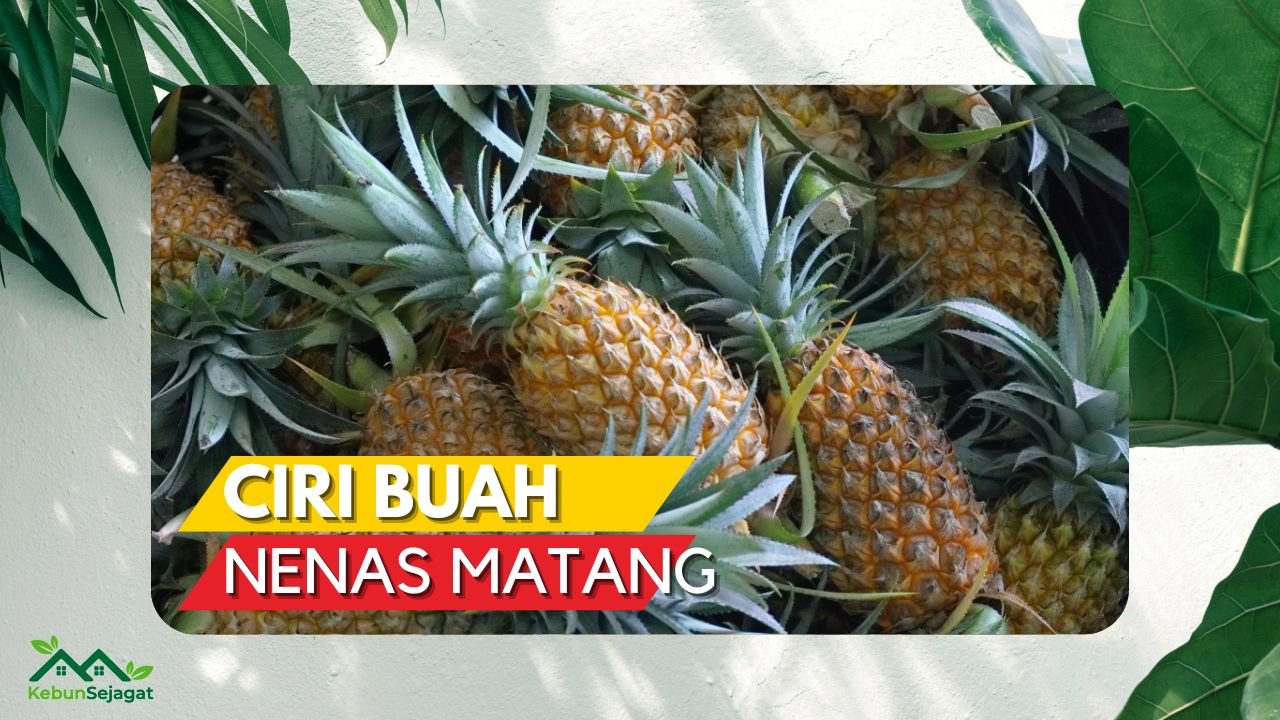 Cover Ciri Buah Nenas Matang KebunSejagat