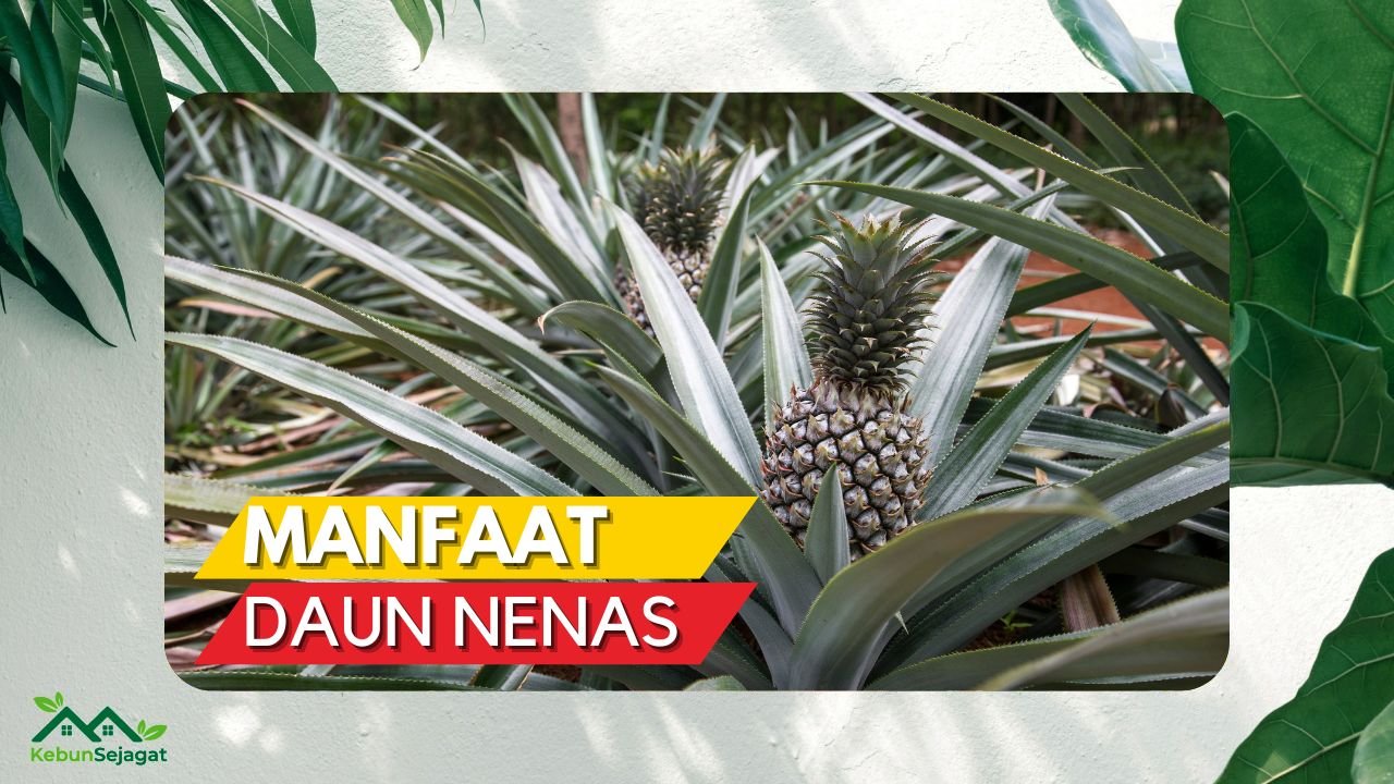 Cover Manfaat Daun Nenas KebunSejagat