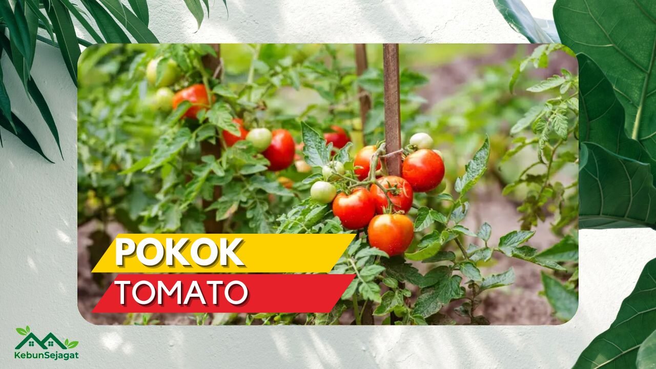 Cover Pokok Tomato KebunSejagat