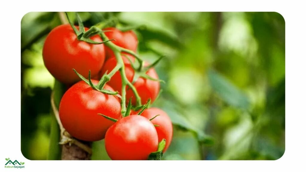 Buah Tomato secara Botani
