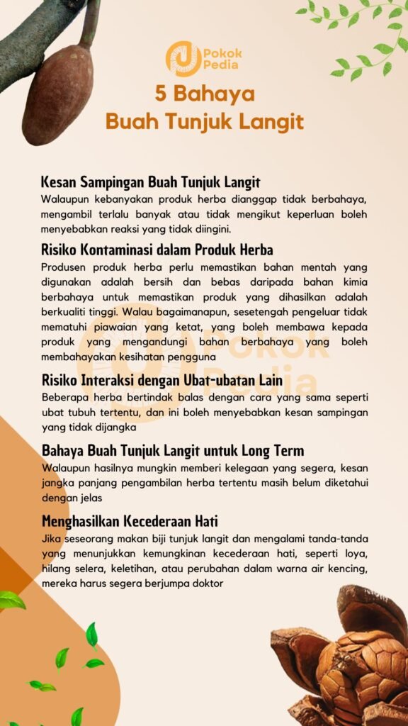 Infographic Bahaya Buah Tunjuk Langit