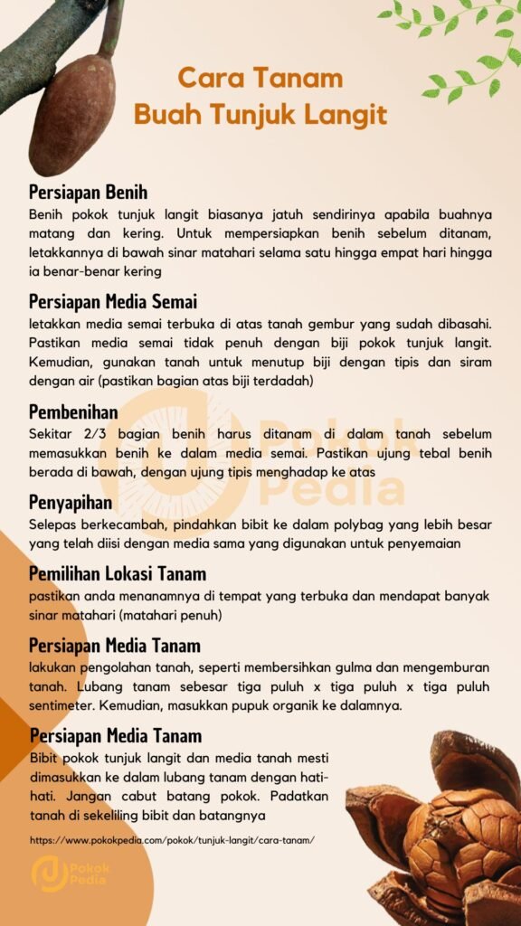 Infographic Cara Menanam Pokok Tunjuk Langit