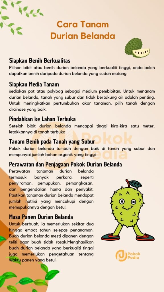 Infographic Cara Tanam Durian Belanda