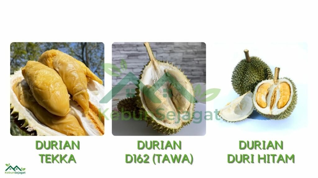 Jenis Durian Malaysia