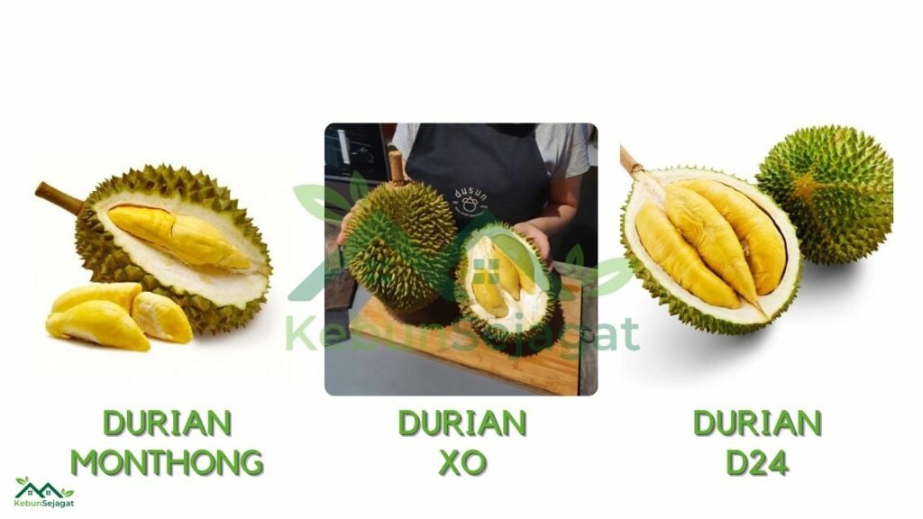 Jenis Durian di Malaysia