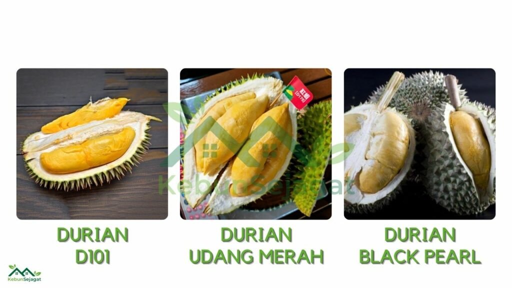 Jenis Jenis Durian