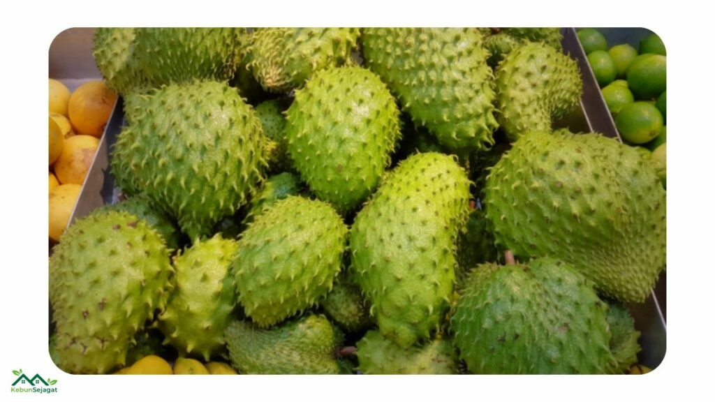 Panen Durian Belanda
