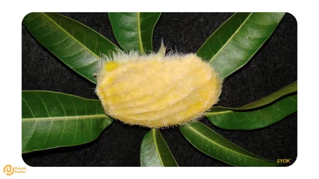 Biji Buah Mangga