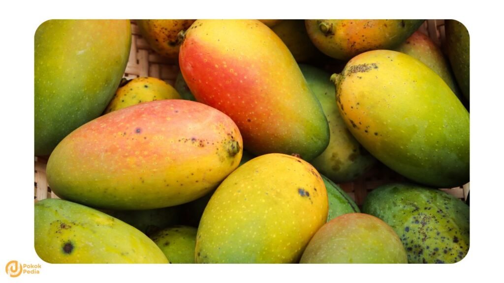 Buah Mangga