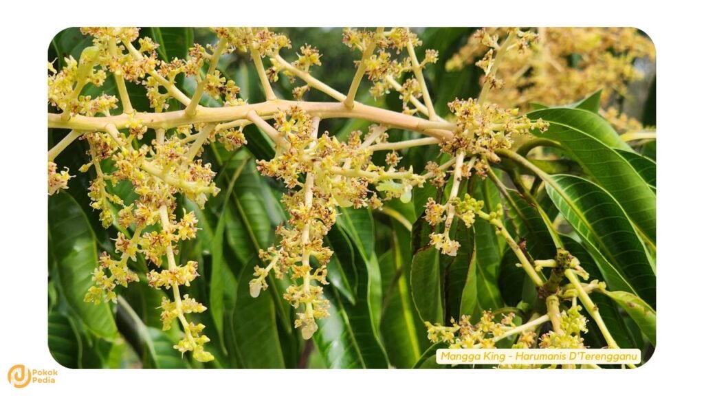 Bunga Pokok Mangga