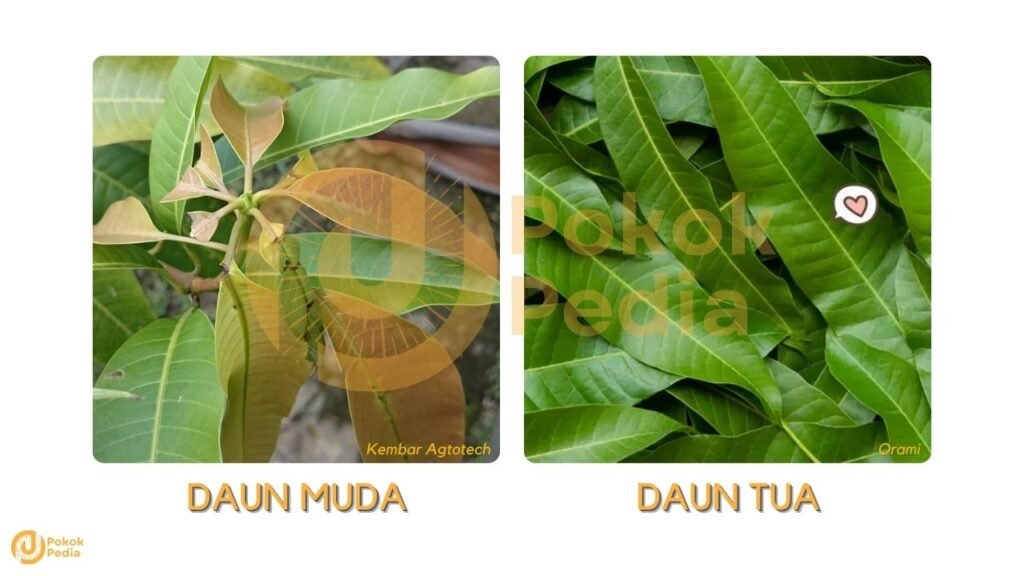 Daun Pokok Mangga