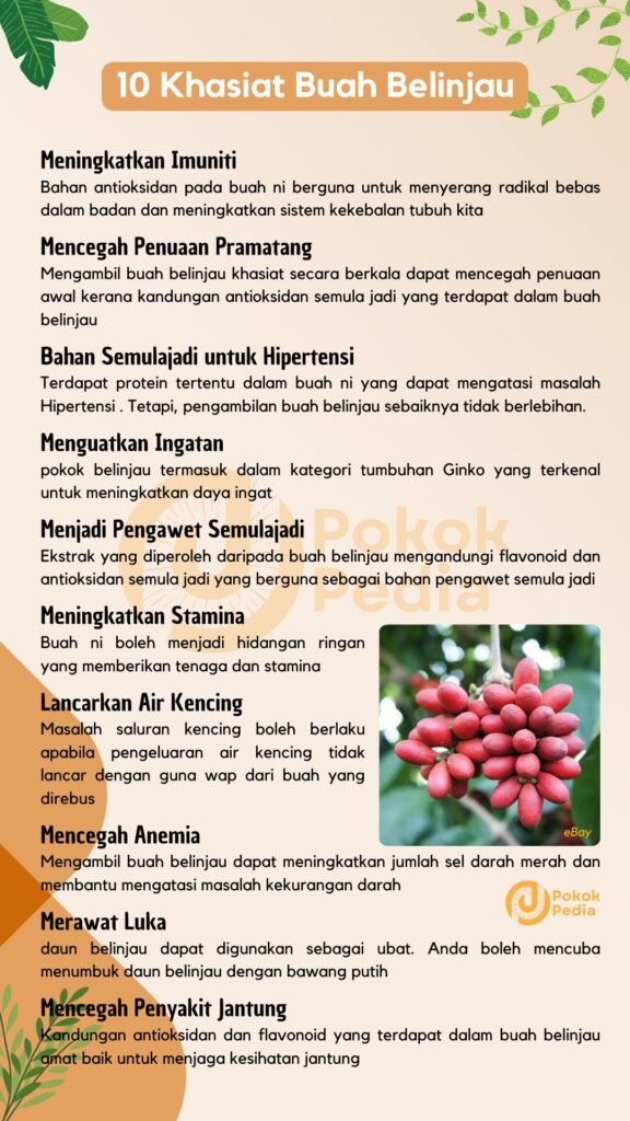 Infographic Khasiat Buah Belinjau