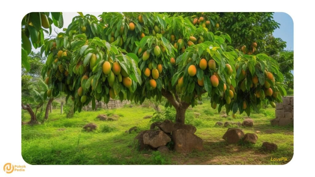 Pokok Mangga