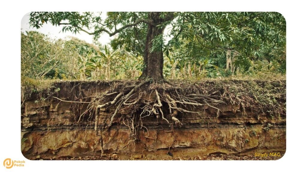 Sistem Akar Pokok Mangga