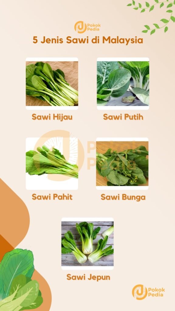 Infographic Jenis Sawi