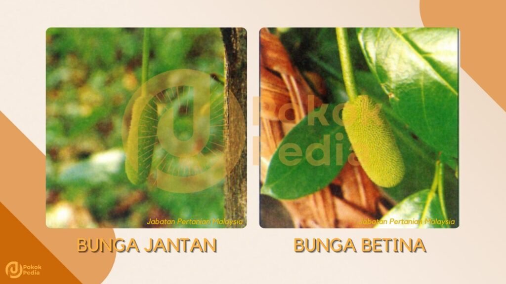 Bunga Cempedak