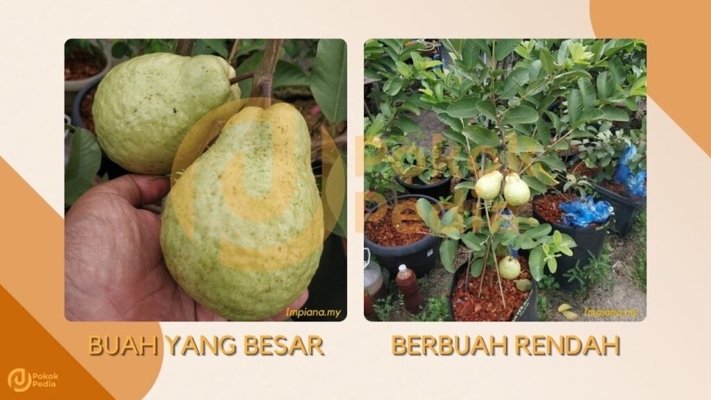 Cara Tanam Pokok Jambu Batu