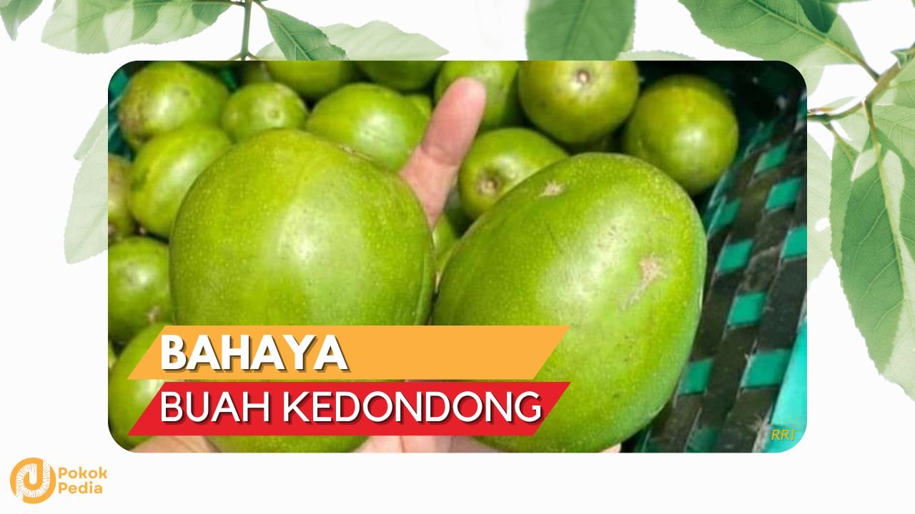 Cover Bahaya Buah Kedondong