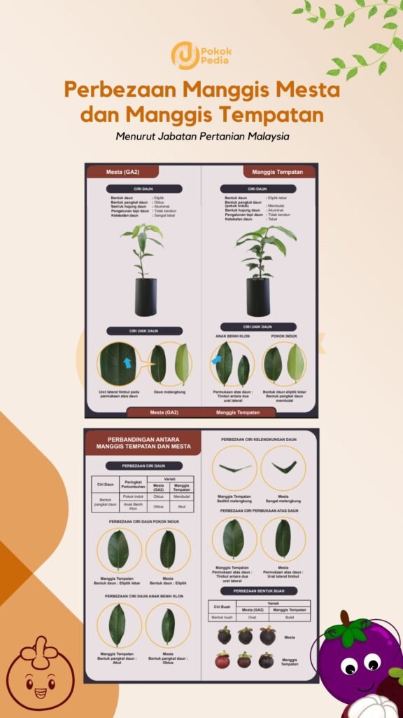 Infographic Perbezaan Manggis Mesta dan Manggis Tempatan