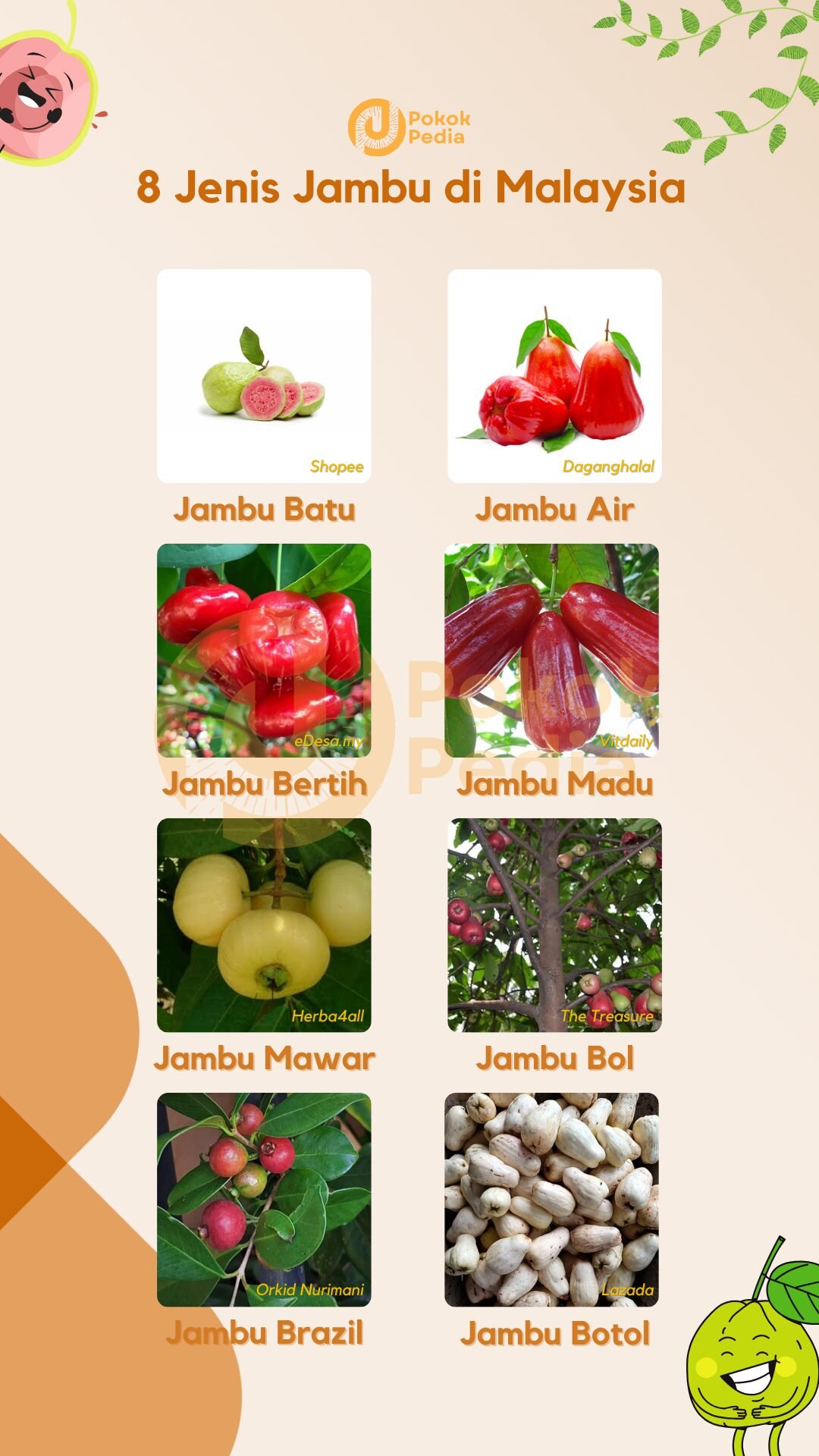 Infographics Jenis Jambu Infographics Jenis Jambu