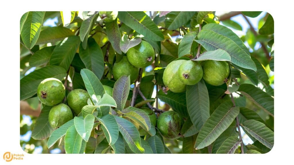 Jenis Jambu Batu