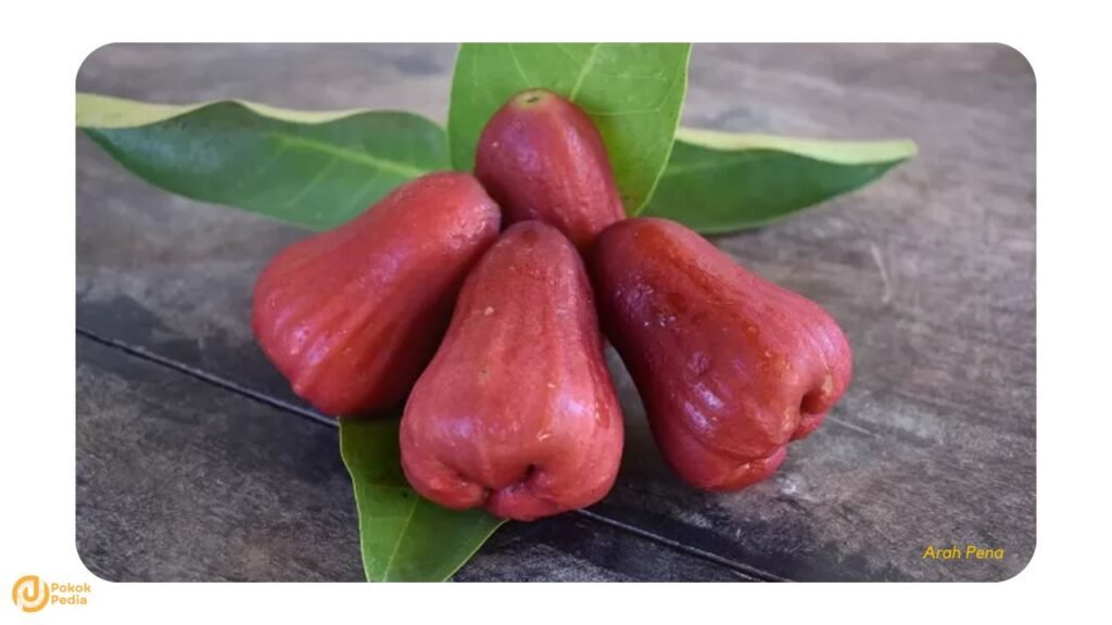 Khasiat Jambu Air Merah