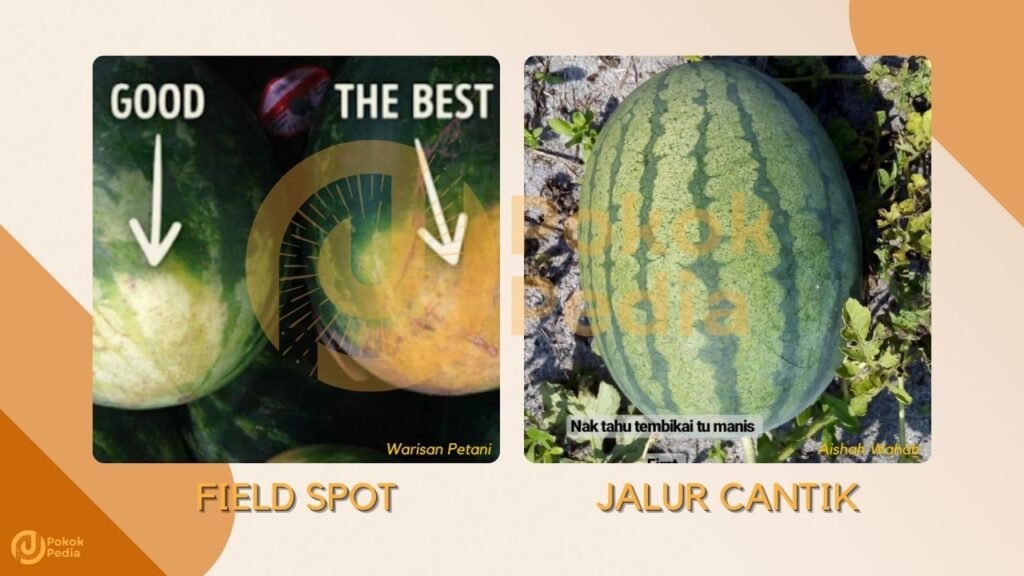 Cara Pilih Buah Tembikai Manis